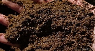 تصویر 1 از خرید خاک مخصوص بونسای آدنیوم + قیمت فروش استثنایی